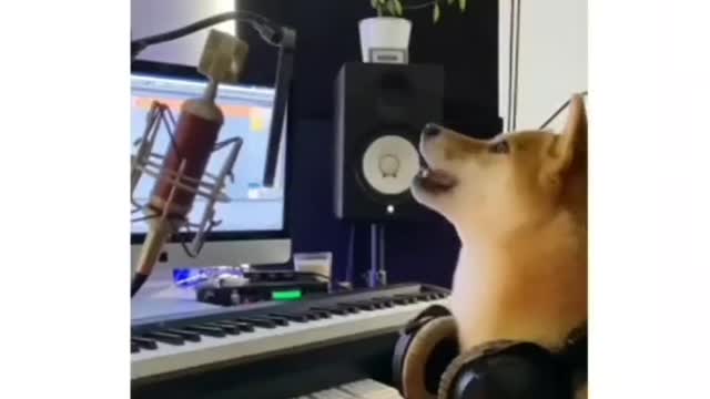 DJ Dog