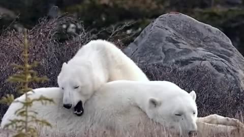 Polar Bear ‍❄️ One Of The Tallest Animals In The World