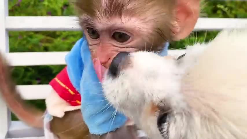 Baby monkey Bon Bon go to the toilet