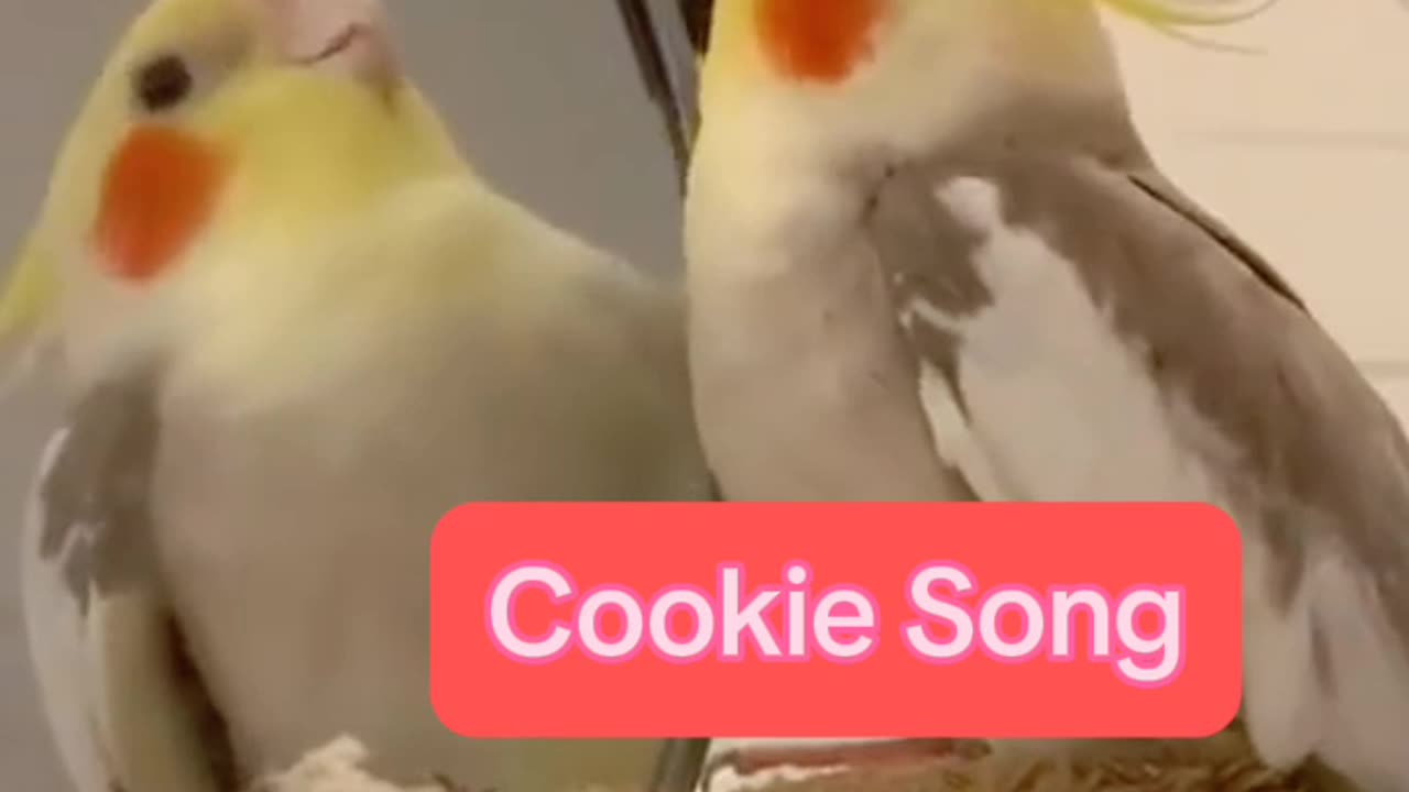 Cookie song by parrot give your rates to my parrot .Best funny viral video