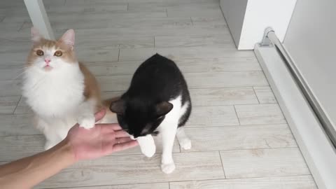 Training cat