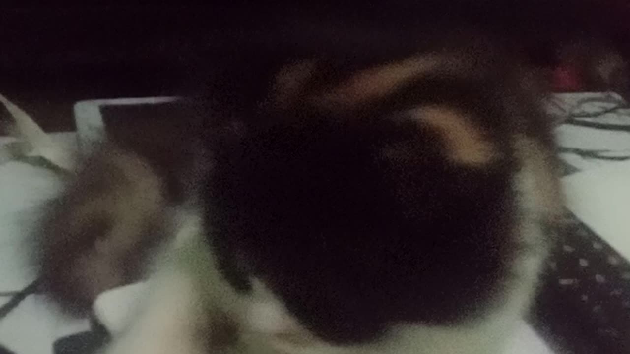 Funny cat