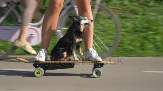 CLOSE UP, LOW ANGLE: Funny shot of a puppy riding