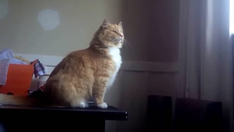 Funny Epic Cat Fail