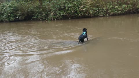 Black Labrador balancing on a log (funny)