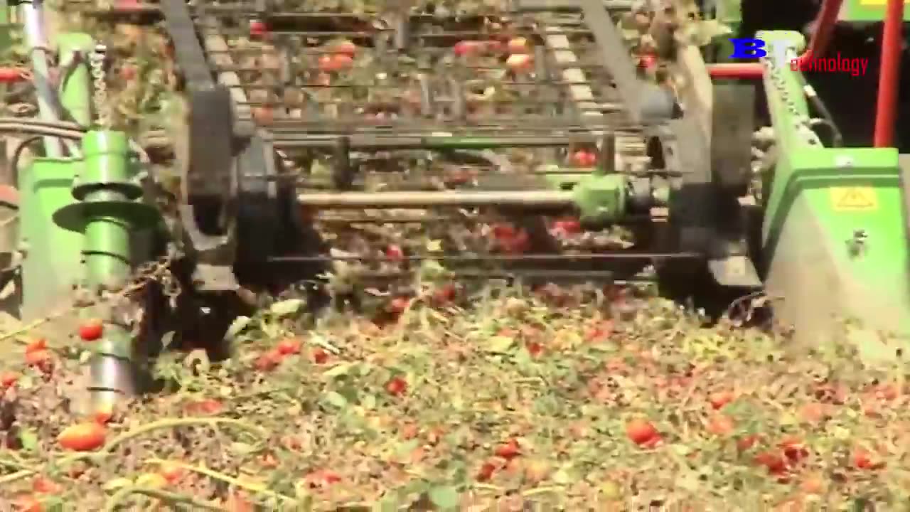 How Oranges Are Harvested in The Garden, The Most Modern Agricultural Harvesting Machines