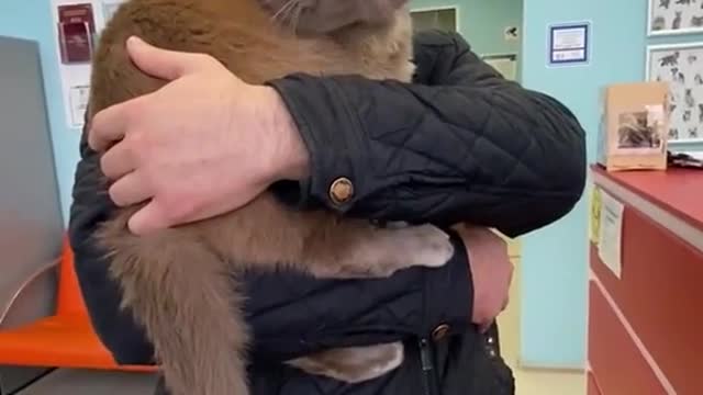 Ostrich the Cat Hides His Head at the Vet