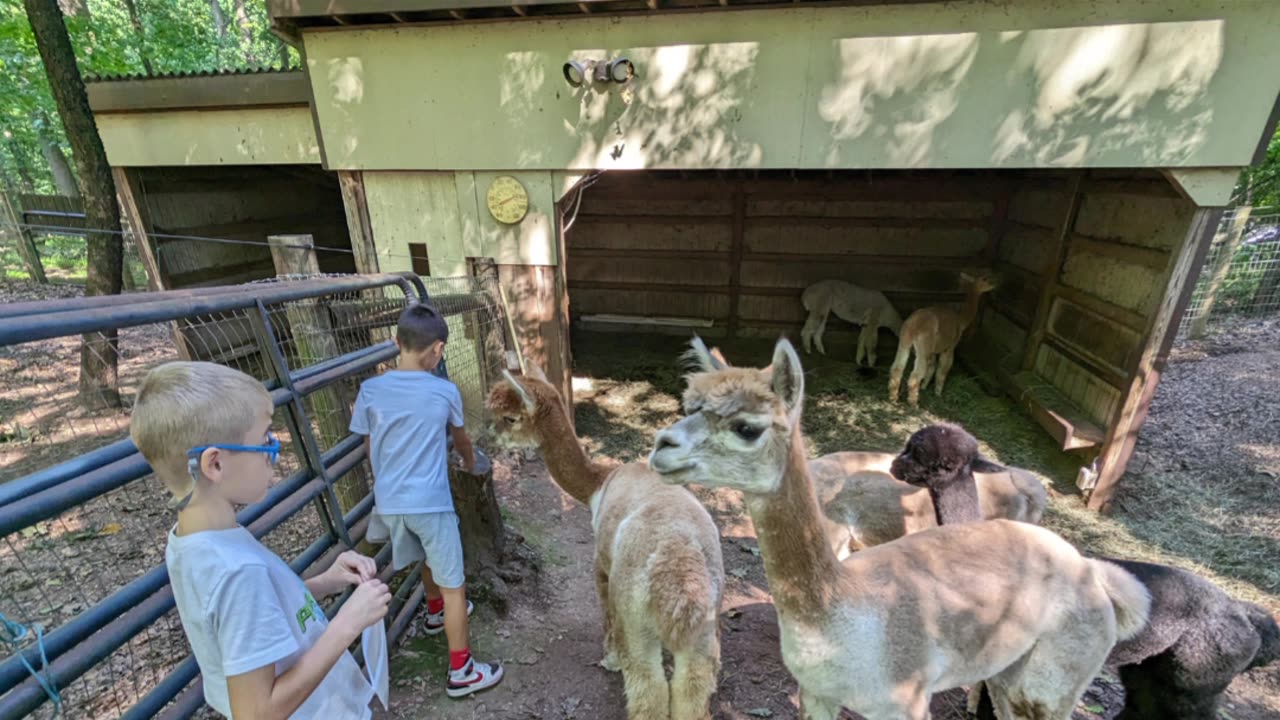 Bug and Bear visit Positively Alpaca