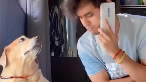 Epic dog slap funny dog video