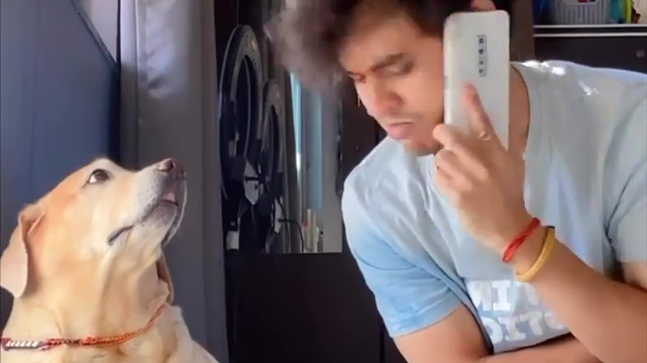 Epic dog slap funny dog video