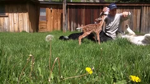 Baby deer rescue and release