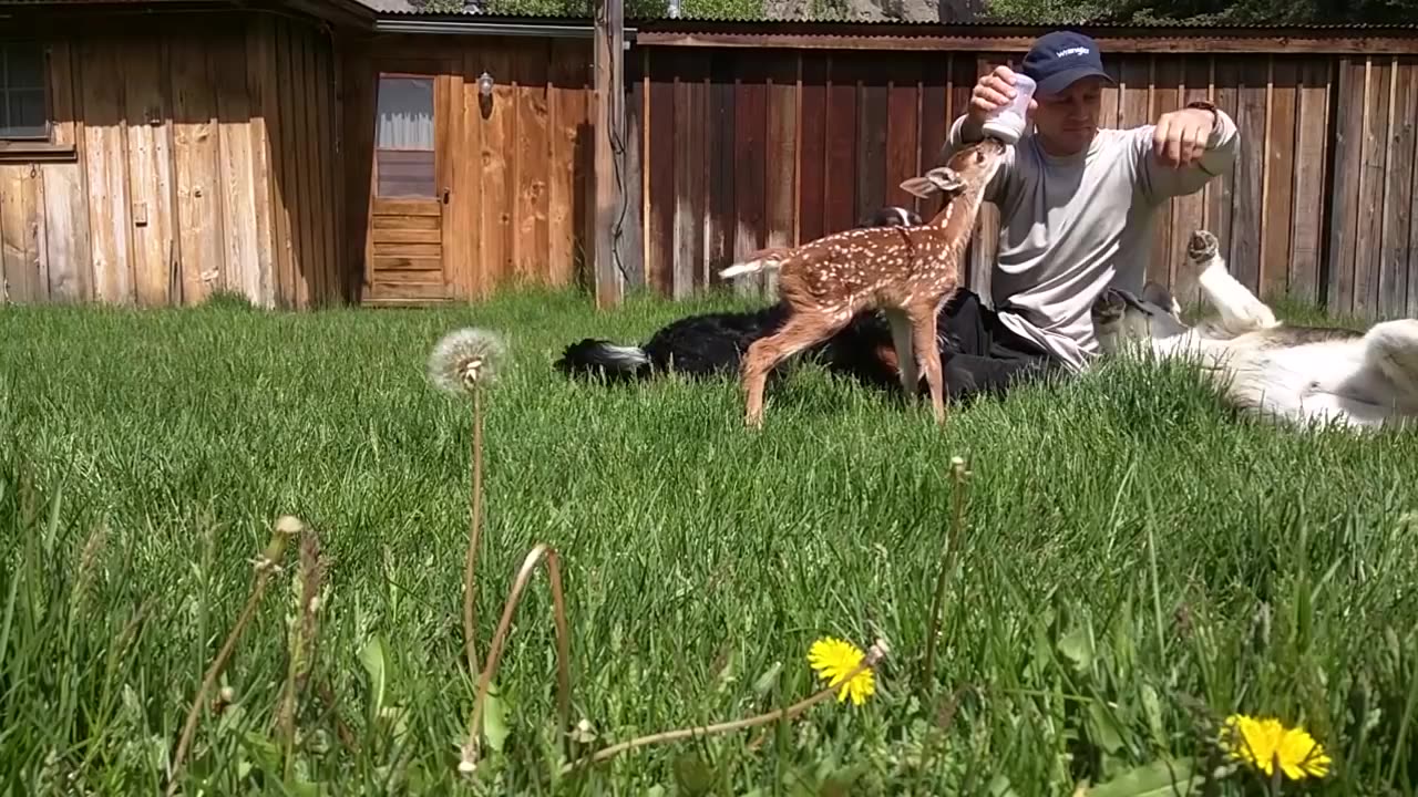 Baby deer rescue and release