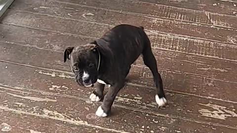 Boxer Puppy Spins