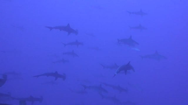 Hundreds of Hammer Sharks are very surprising to scuba divers in the Galapagos islands