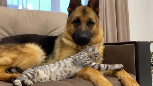 German Shepherd and Golden Retriever are Best Friends for Kitten