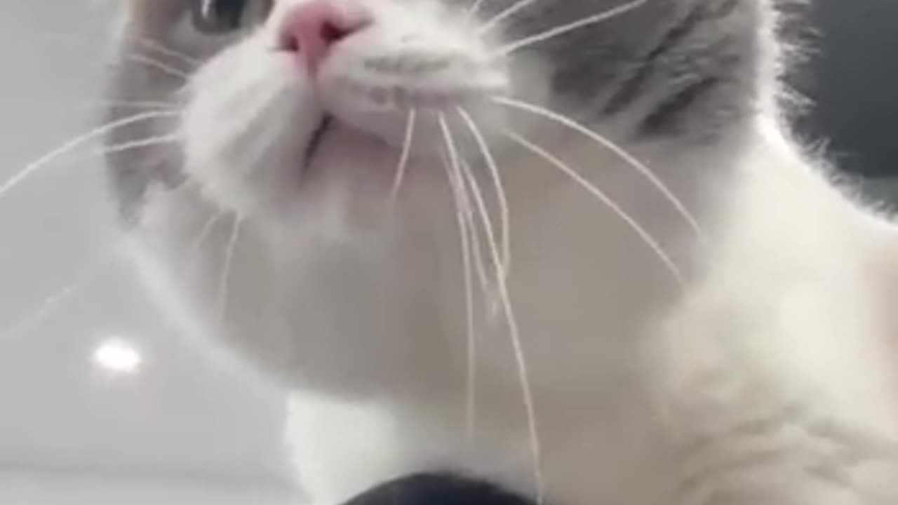 What Are the Most Hilarious Cat Videos