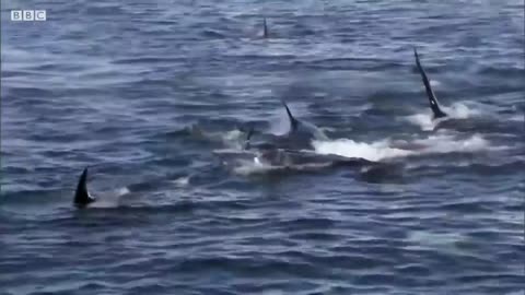 Deadly Killer Whale Moments