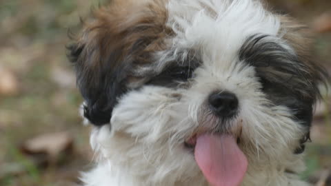 Adorable puppy with his tongue