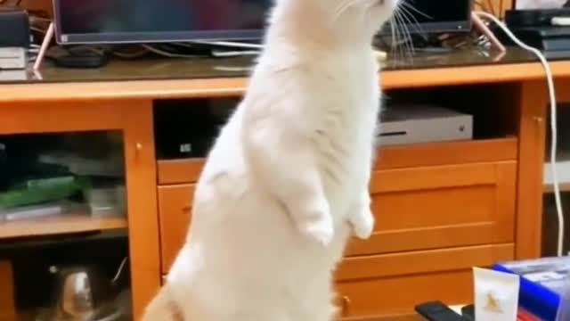 Treat unhappiness, cat funny video highlights