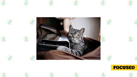 Cat 101 । Understand your cats body language