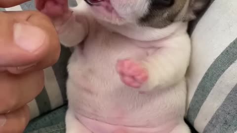 Animals video part 3