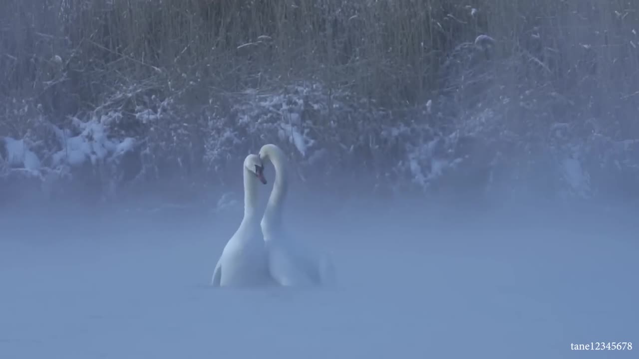 Funny animals videos
