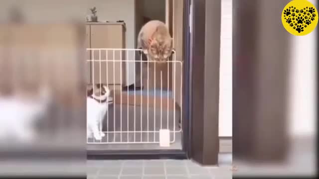 🤣Best cats and dogs funny videos (try not to laugh)🤣😅😂