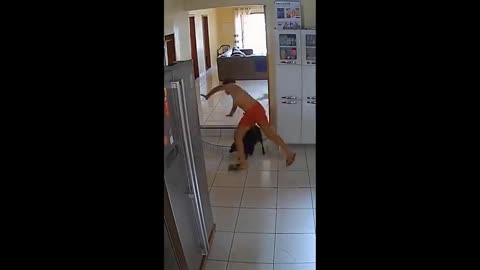 funny animal videos