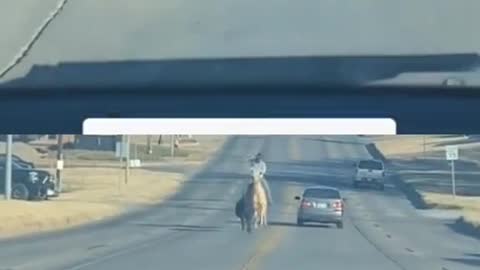 The real cowboy of the west appeared.