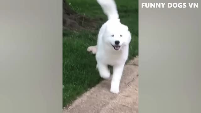 Funniest Animals Video - Funny Dogs And Cats - Try Not To Laugh Animals 2022