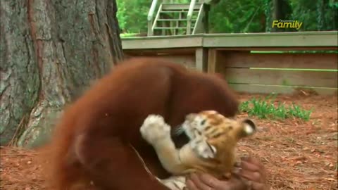 Orangutan and Her Cat Family