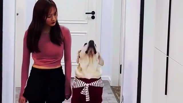 The dog teases the owner by imitating her every move
