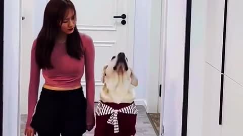 The dog teases the owner by imitating her every move