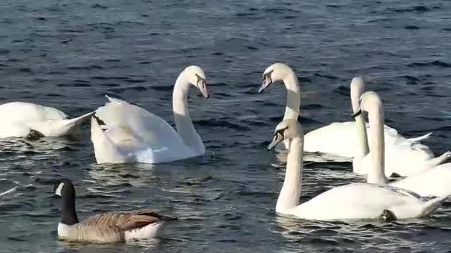 Pelicans in the water