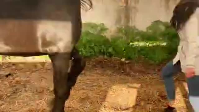 #horse #funnyanimalvideos #animals