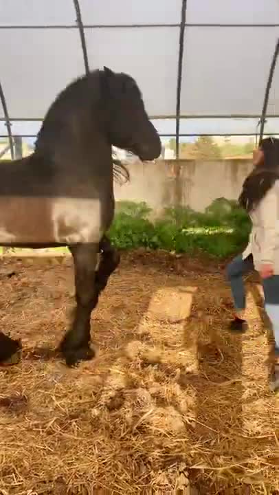 #horse #funnyanimalvideos #animals