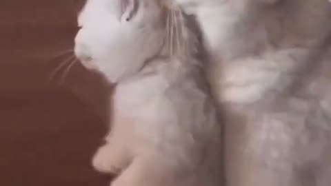 Cute Cat And Kitten
