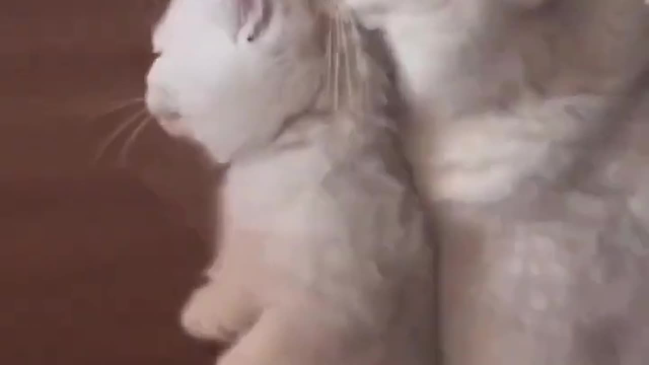 Cute Cat And Kitten