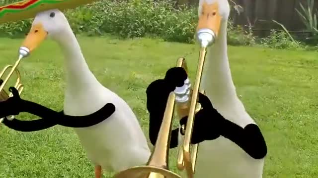 Ducks-musicians and ducks-singers