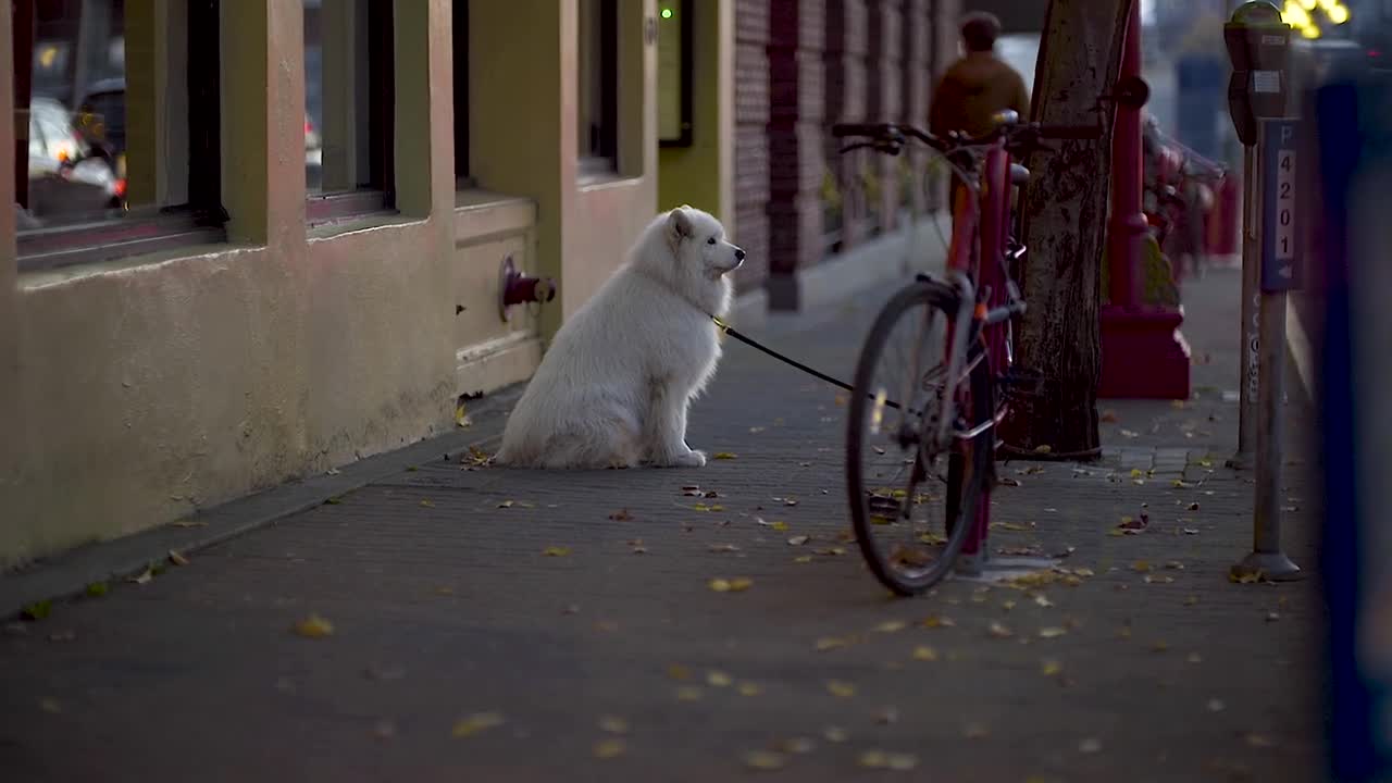 Dog On Leash