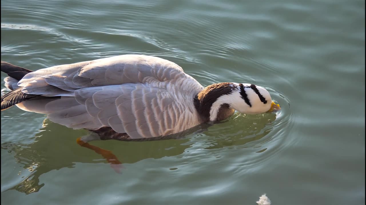 Beautiful Duck Swimming