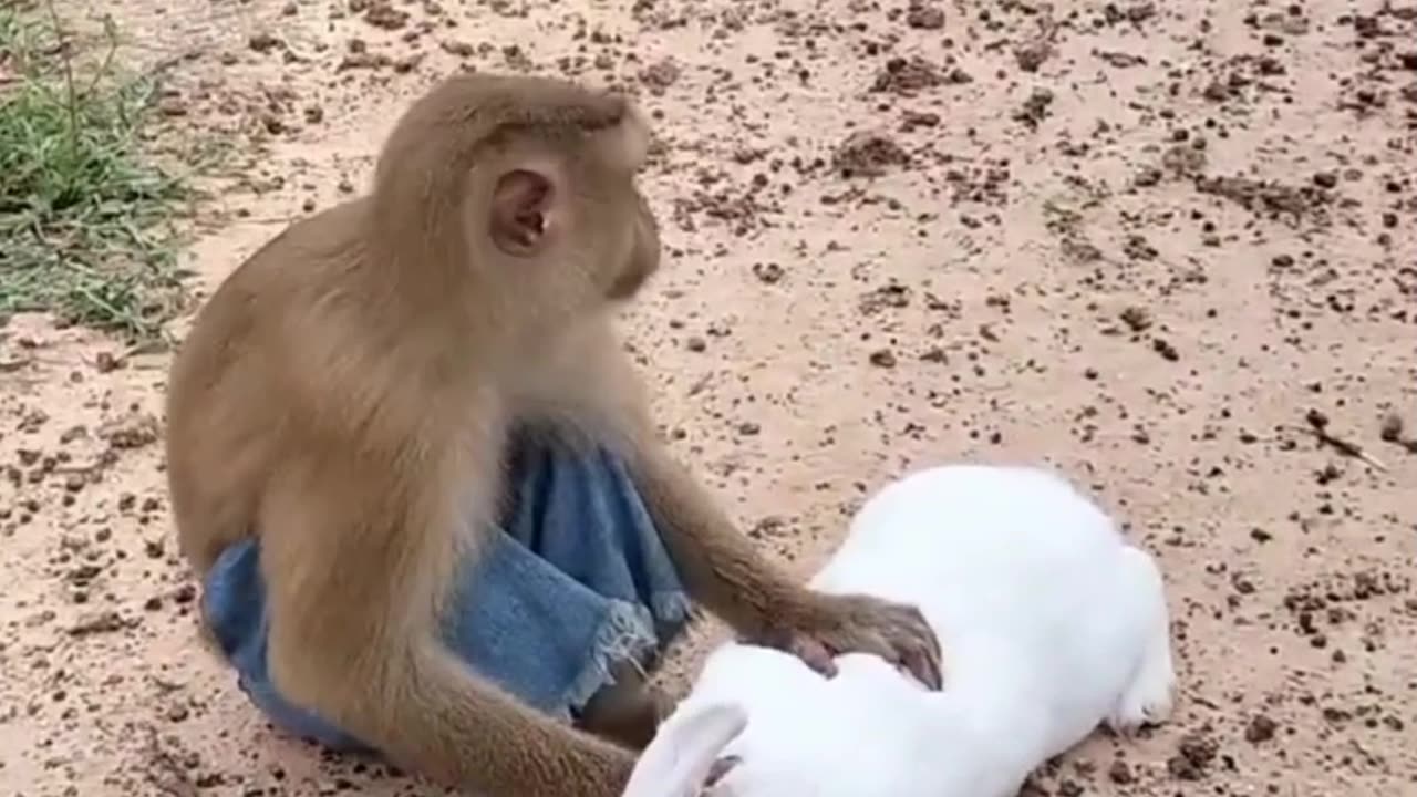 Monkey and rabit funny moments