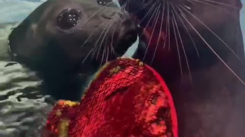 Seal-ed With Love ❤️