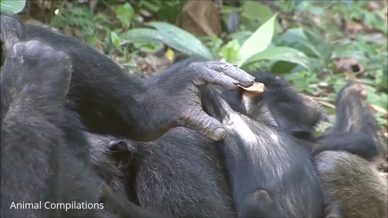 Cuddly Baby Chimpanzees - Cutest Compilation