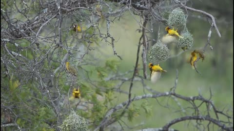 Beautiful forest birds nature status | forest birds | nature video | beautiful birds status | 4k