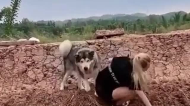 The Funniest Dog Videos I've Ever Seen #3 | Funny Animal Videos