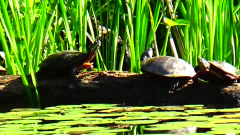 Turtles