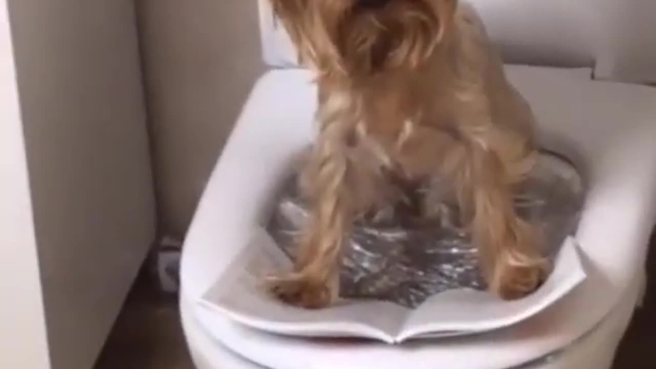 Dog Using Toilet | Funny Animal Video | Funny Pet Farts | Cute Dog Video #shorts