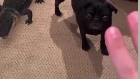 Funniest Animals Video Funny Dogs And Cats