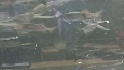 Puddle fish on chatucak market thailand